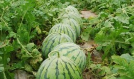 热门大瓜有哪些,揭秘明星幕后故事